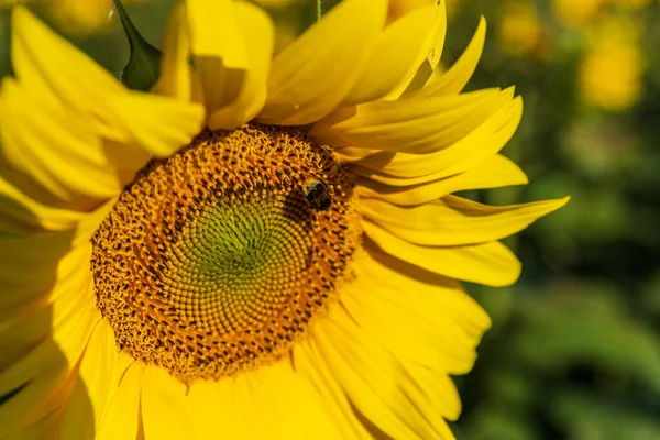 Girasole Nel Campo Sullo Sfondo Primo Piano — Foto Stock