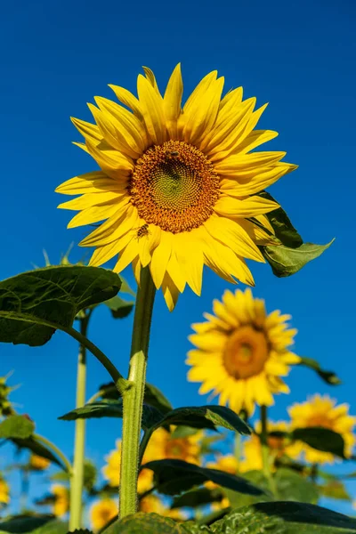 Girasoles Campo Verano Fondo Naturaleza —  Fotos de Stock