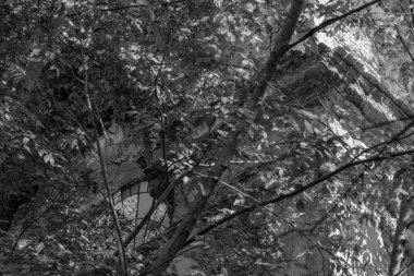 Ormanda güzel sonbahar yaprakları