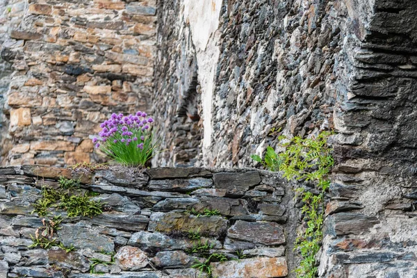 Alte Steinmauer Mit Blumen Auf Naturhintergrund — Stockfoto