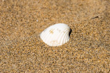 Sahilde deniz kabuğu, doğal arka plan.