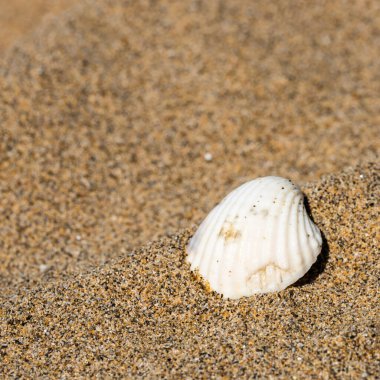 Sahilde deniz kabuğu, doğal arka plan.