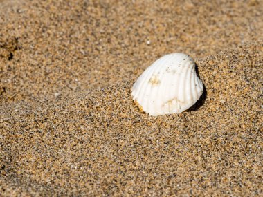 Sahilde deniz kabuğu, doğal arka plan.