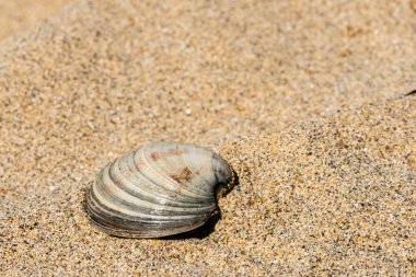 Sahilde deniz kabuğu, doğal arka plan.