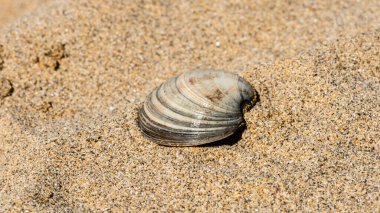 Sahilde deniz kabuğu, doğal arka plan.