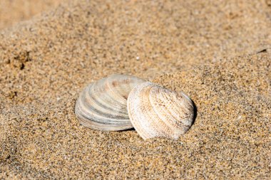 Sahilde deniz kabukları, doğal arka plan.