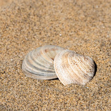 Sahilde deniz kabukları, doğal arka plan.