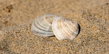 Sahilde deniz kabukları, doğal arka plan.