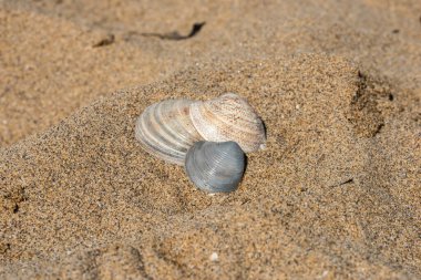 Sahilde deniz kabukları, doğal arka plan.