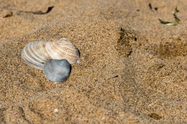 Sahilde deniz kabukları, doğal arka plan.