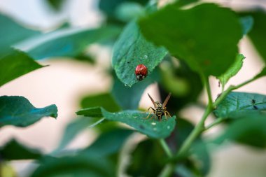 Güzel bir uğur böceği ve yeşil yapraklı eşek arısının yakın plan fotoğrafı.