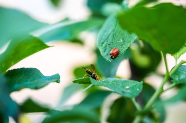 Güzel bir uğur böceği ve yeşil yapraklı eşek arısının yakın plan fotoğrafı.