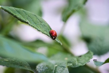 Yapraktaki uğur böceği