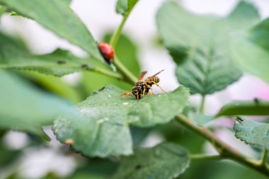 Güzel bir uğur böceği ve yeşil yapraklı eşek arısının yakın plan fotoğrafı.