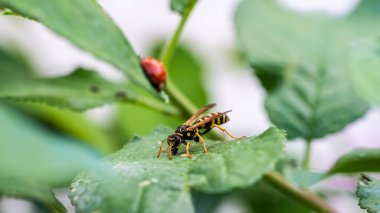 Güzel bir uğur böceği ve yeşil yapraklı eşek arısının yakın plan fotoğrafı.