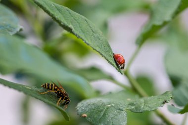 Güzel bir uğur böceği ve yeşil yapraklı eşek arısının yakın plan fotoğrafı.