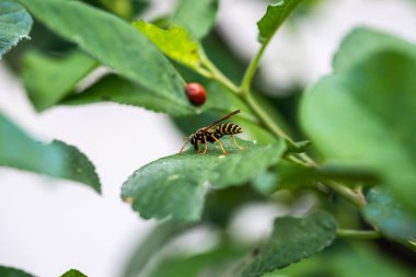 Güzel bir uğur böceği ve yeşil yapraklı eşek arısının yakın plan fotoğrafı.