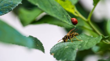 Güzel bir uğur böceği ve yeşil yapraklı eşek arısının yakın plan fotoğrafı.