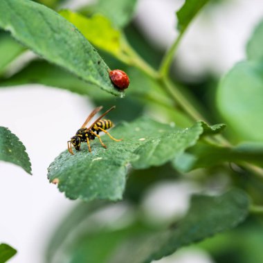 Güzel bir uğur böceği ve yeşil yapraklı eşek arısının yakın plan fotoğrafı.