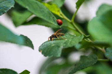 Güzel bir uğur böceği ve yeşil yapraklı eşek arısının yakın plan fotoğrafı.