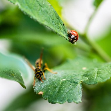 Güzel bir uğur böceği ve yeşil yapraklı eşek arısının yakın plan fotoğrafı.