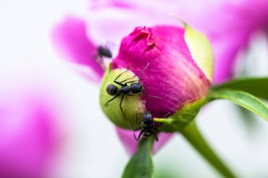 Bahçedeki güzel pembe çiçek