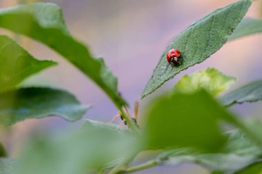 Yapraktaki uğur böceği