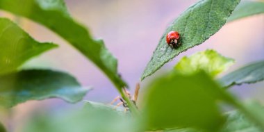 Yapraktaki uğur böceği