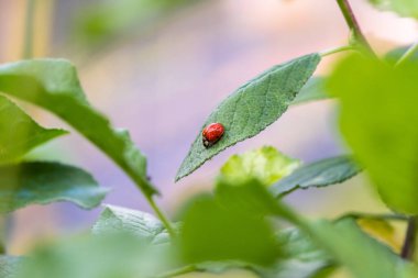 Yapraktaki uğur böceği