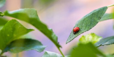Yeşil yapraklı uğur böceği