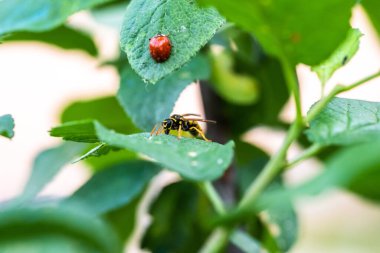 Bahçedeki böceklere yakın çekim, bitki örtüsü.