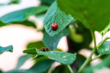 Güzel bir böceğin yakın plan fotoğrafı.