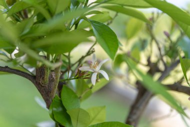 Güzel botanik fotoğrafı, doğal duvar kağıdı.