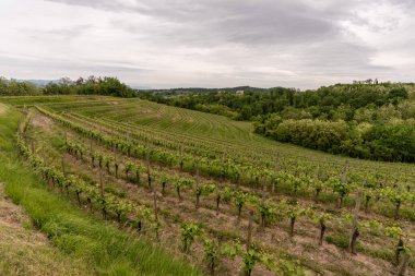 Kırsal kesimdeki üzüm bağları doğal arka planda.