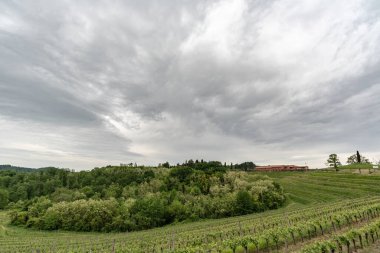Kırsal kesimdeki üzüm bağları doğal arka planda.