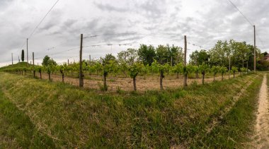 Kırsal kesimdeki üzüm bağları doğal arka planda.