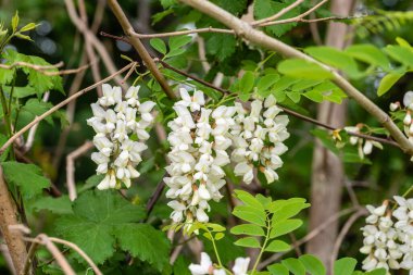 Güzel çiçekler, botanik çekimi.