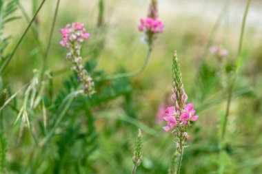 Güzel çiçekler, botanik çekimi.