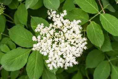 Güzel çiçekler, botanik çekimi.