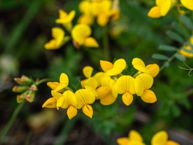 Güzel çiçekler, botanik çekimi.