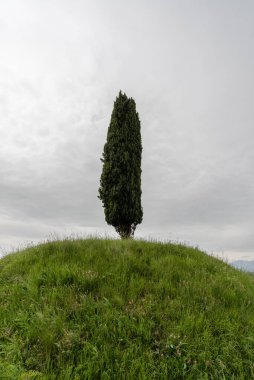 Ormanda yalnız bir ağaç, doğal arka planda.