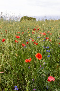 Güzel kır çiçekleri yaz çayırlarında çiçek açıyor.