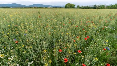 Güzel kır çiçekleri yaz çayırlarında çiçek açıyor.