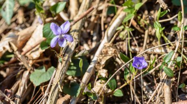 Bahçedeki güzel çiçekler