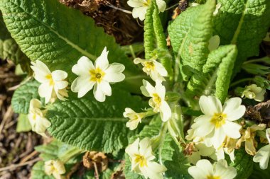 Bahçedeki güzel çiçekler