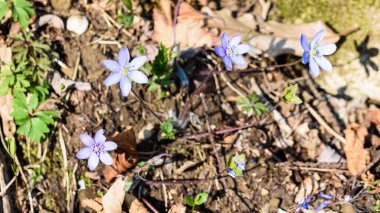 Bahçedeki güzel çiçekler