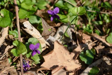 Bahçedeki güzel çiçekler