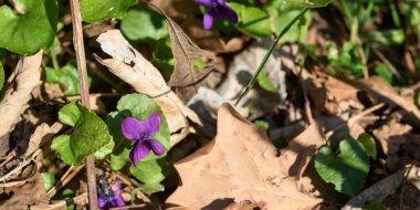 Bahçedeki güzel çiçekler
