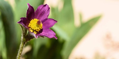 Bahçedeki güzel çiçekler