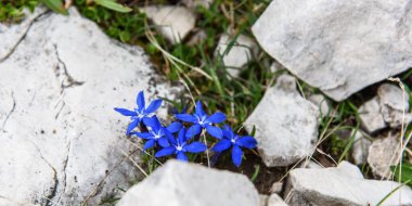 Ormanda güzel çiçekler